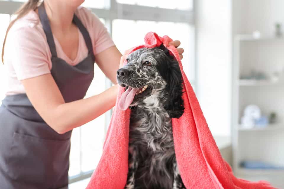 Groomer drying a happy black and white dog with a clean red towel inside a Chicago pet spa.